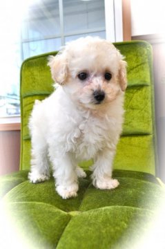 トイプードル(トイ)【山梨県・男の子・2014年11月9日・ホワイト】の写真「テディベアが似合うお顔です！」