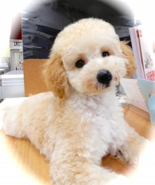 トイプードル(トイ)【山梨県・男の子・2018年6月30日・クリーム】の写真「元気な男の子！」