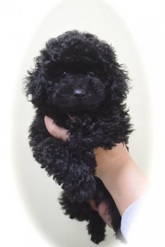 トイプードル(トイ)【山梨県・男の子・2016年11月10日・ブラック】の写真「明朗活発！賢い男の子！」
