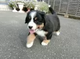バーニーズ・マウンテン・ドッグ【北海道・女の子・2025年8月8日・ブラック・ラスト&ホワイト】の写真8