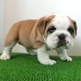 ブルドッグ