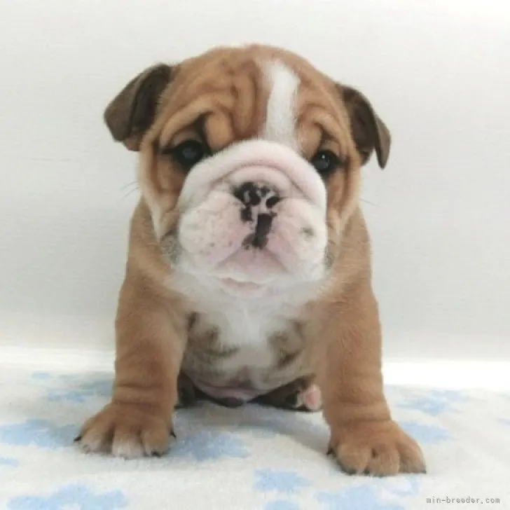 M.S 様のお迎えした子犬
