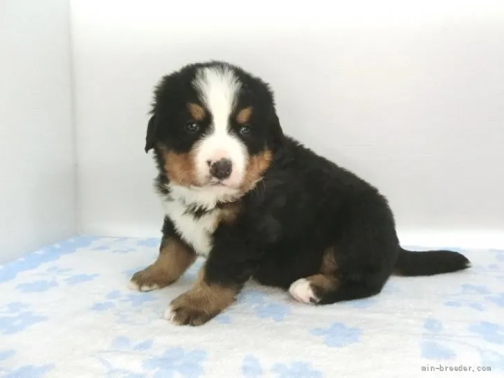 ID:2201-03316の子犬