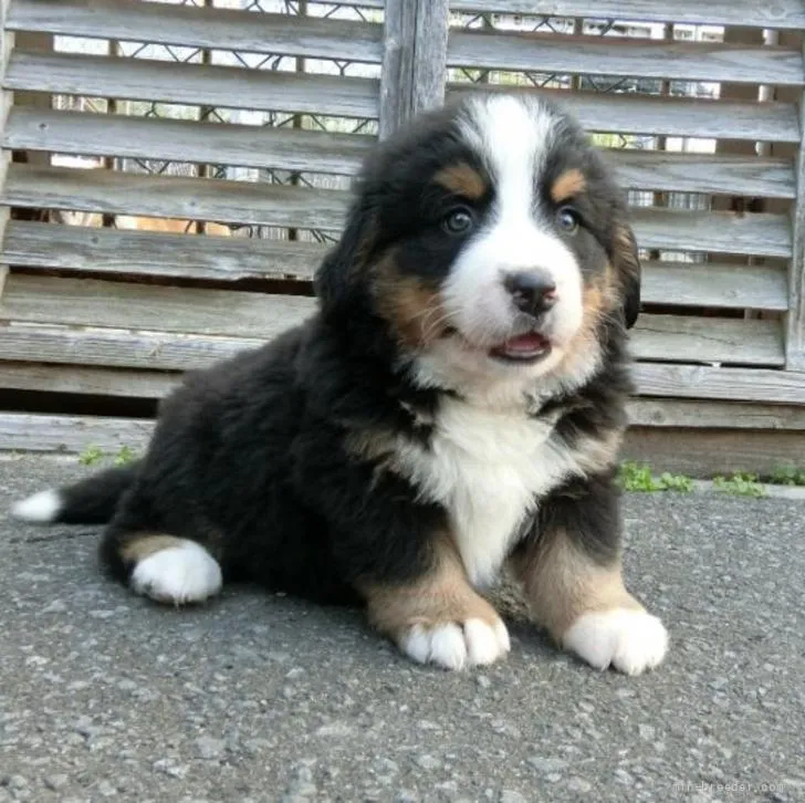 ID:2206-00097の子犬