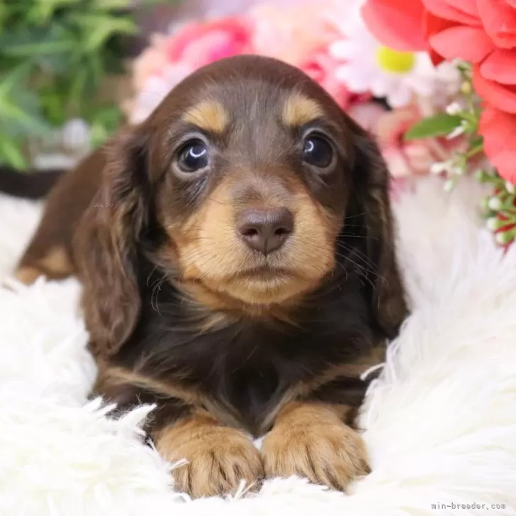 ID：2510-04667の子犬