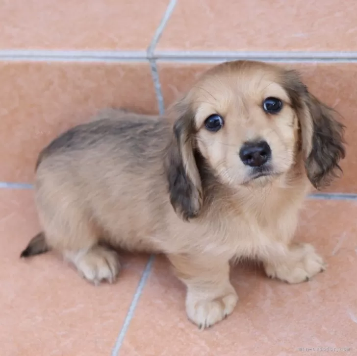 ID：2412-03116の子犬