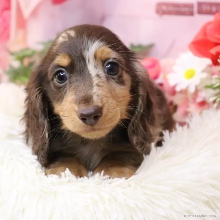 ミニチュアダックスフンド(ロング)【香川県・男の子・2025年9月24日・ブラウンダップル】の写真1