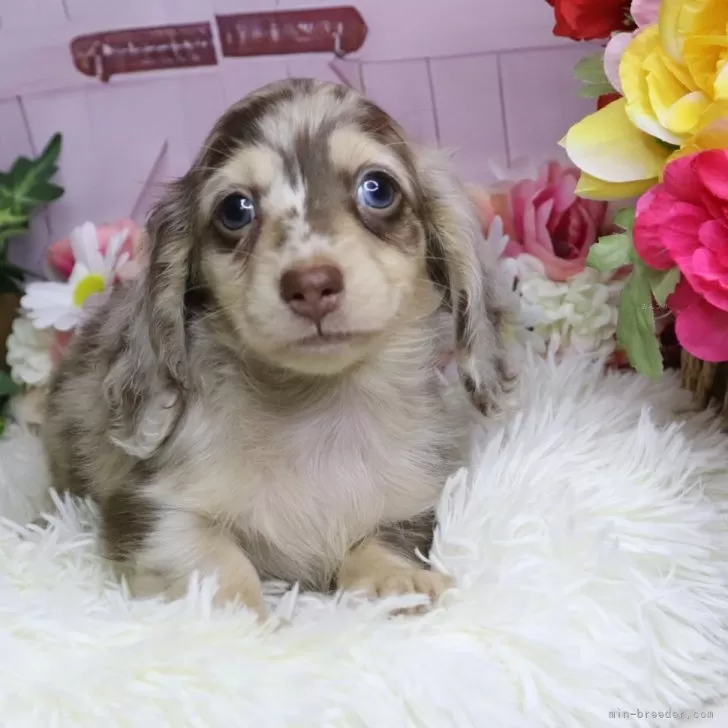 ID:2508-03026の子犬
