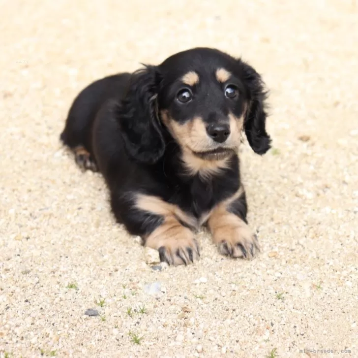 Y.I 様のお迎えした子犬