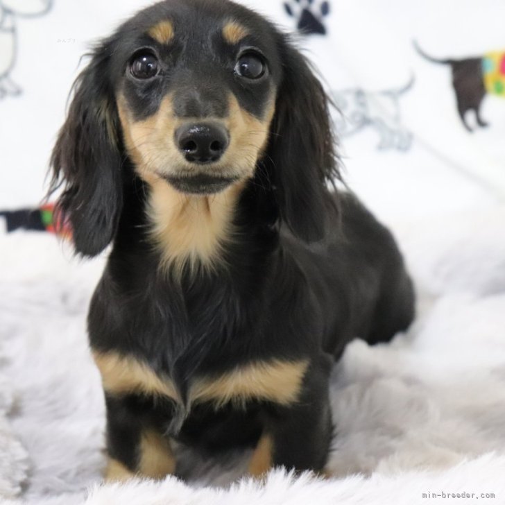 ブリーダー画像