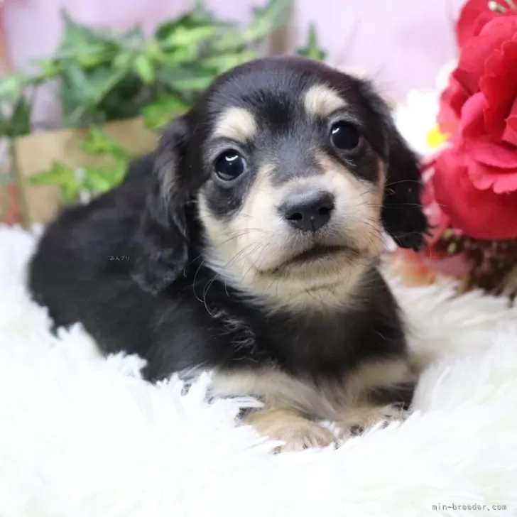 カニンヘンダックスフンド(ロング)【香川県・男の子・2025年10月18日・ブラックイエロー】の写真1