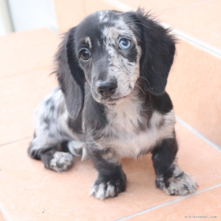 ミニチュアダックスフンド(ロング)【香川県・女の子・2025年7月