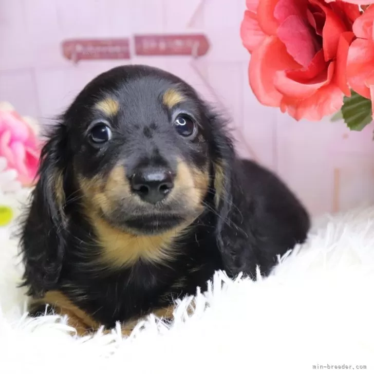ID:2507-07411の子犬