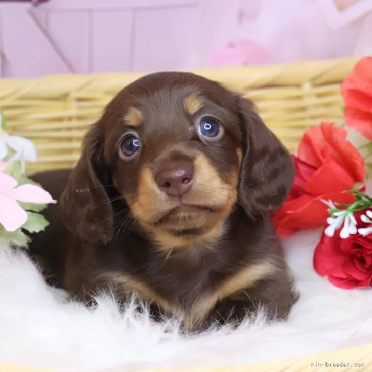 ID:2501-03437の子犬