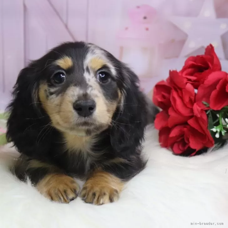 トダ 様のお迎えした子犬