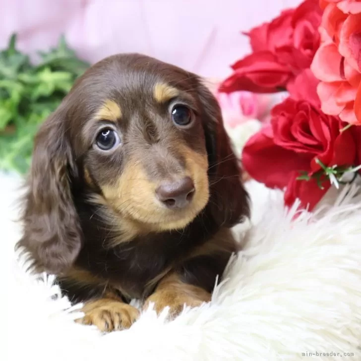 ミニチュアダックスフンド(ロング)【香川県・女の子・2025年9月24日・ブラウンタン】の写真1