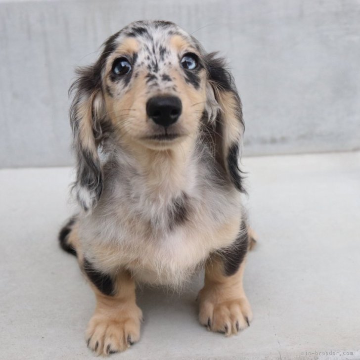 ダックス sddefault.jpg