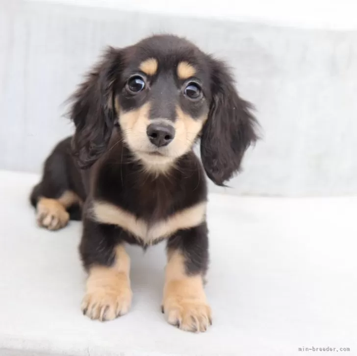 ID:2412-07280の子犬
