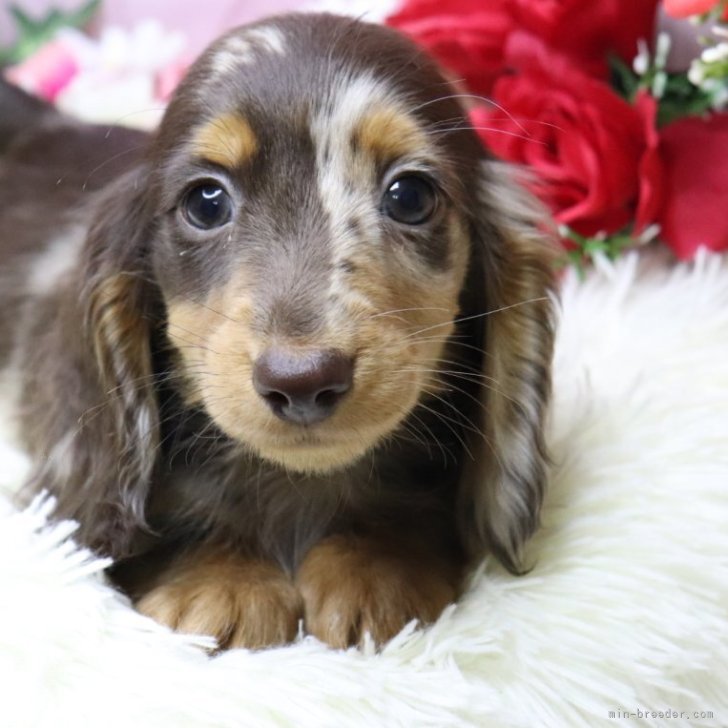 ブリーダー画像