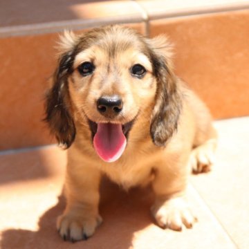 チョコ＆クリームのミニチュアダックスフンド(ロング)の子犬を