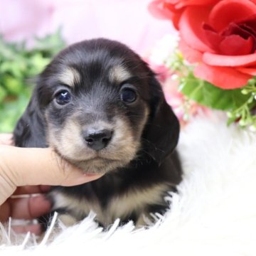 カニンヘンダックスフンド(ロング)【香川県・女の子・2025年10月18日・ブラックイエロー】の写真「️🩷小柄で可愛い子スクスク成長しています️🩷」