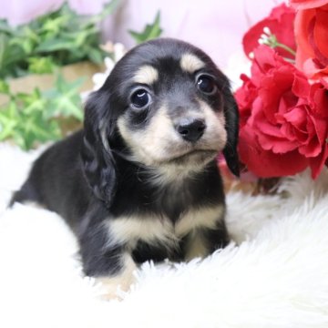 カニンヘンダックスフンド(ロング)【香川県・女の子・2025年10月18日・ブラックイエロー】の写真「️🩷小柄で可愛い子スクスク成長しています️🩷」