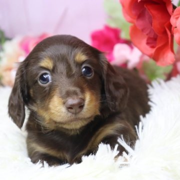 ミニチュアダックスフンド(ロング)【香川県・女の子・2025年9月24日・ブラウンタン】の写真「🩷ムチムチ✨️すくすく育ってます🩷」