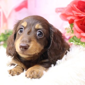 ミニチュアダックスフンド(ロング)【香川県・女の子・2025年9月24日・ブラウンタン】の写真「🩷ムチムチ✨️すくすく育ってます🩷」