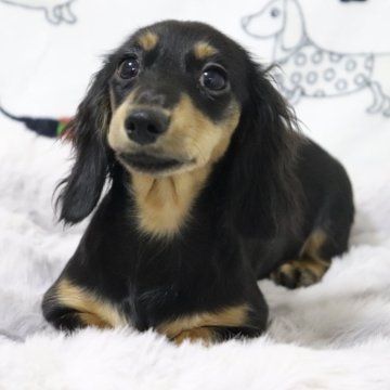 カニンヘンダックスフンド(ロング)【香川県・女の子・2025年6月12日・ブラックイエロー】の写真「❤️小柄、小顔の可愛い女の子です❤️」