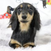 カニンヘンダックスフンド(ロング)