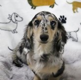 ミニチュアダックスフンド(ロング)