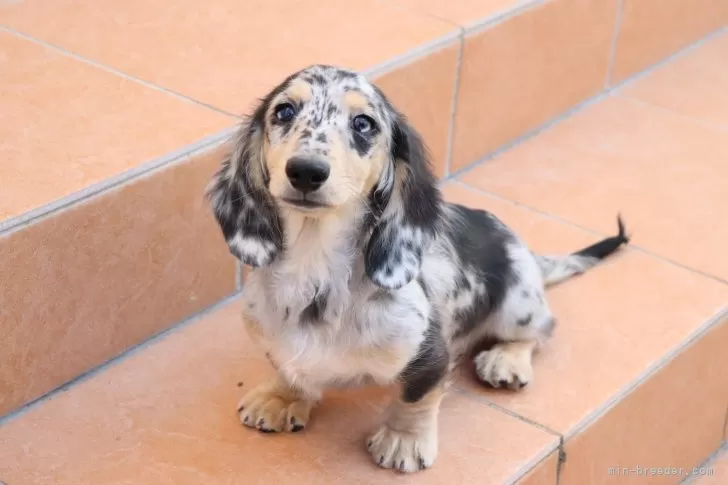 ミニチュアダックスフンド(ロング)【香川県・男の子・2025年7月