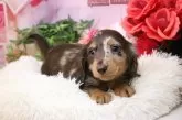 ミニチュアダックスフンド(ロング)【香川県・男の子・2025年9月24日・ブラウンダップル】の写真3