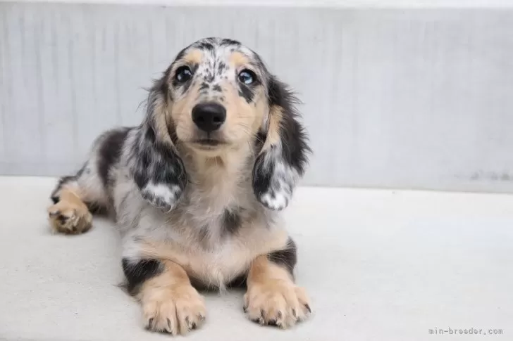 KOSEN ダックスフンド　モヘア　値下げ不可 KOSEN ダックスフンド モヘア 値下げ不可 KOSEN ダックスフンド