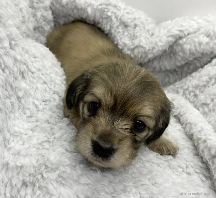 ID：2201-02567の子犬