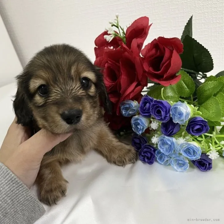 あボンヌ 様のお迎えした子犬