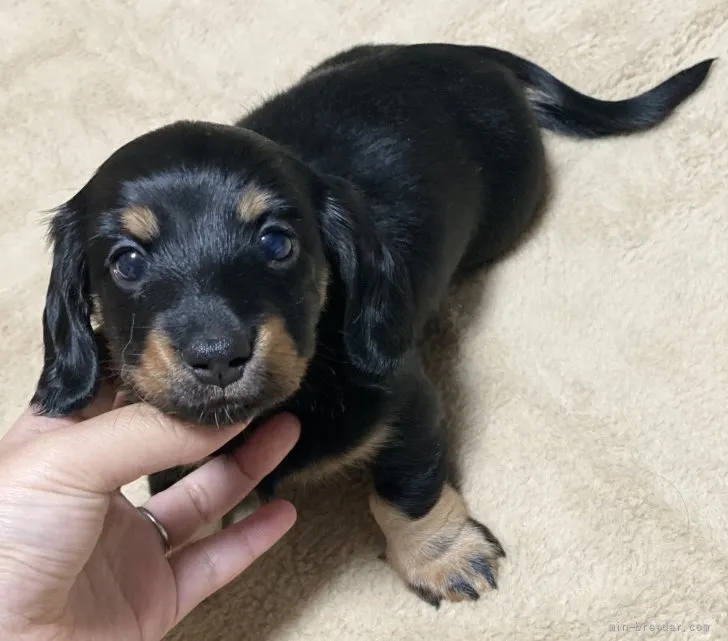 ID：2112-01308の子犬