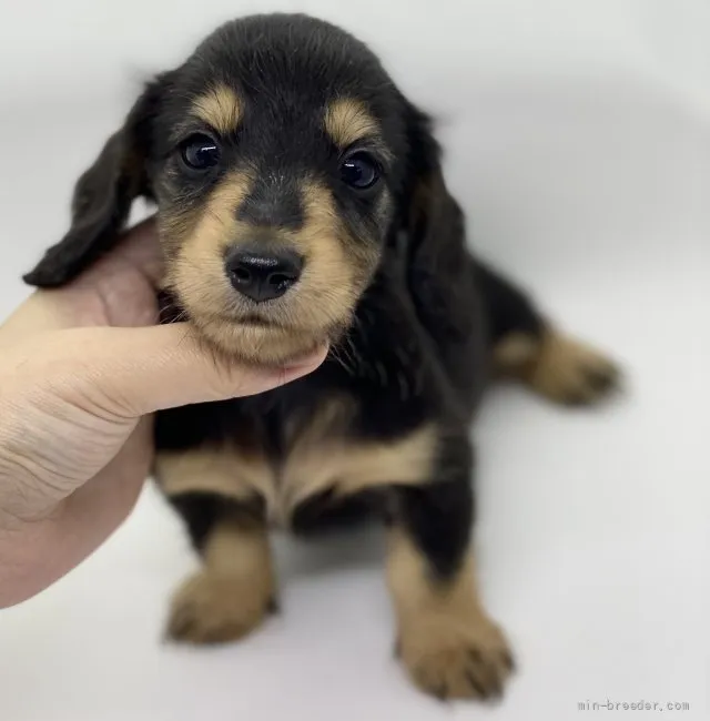 きゃなん 様のお迎えした子犬