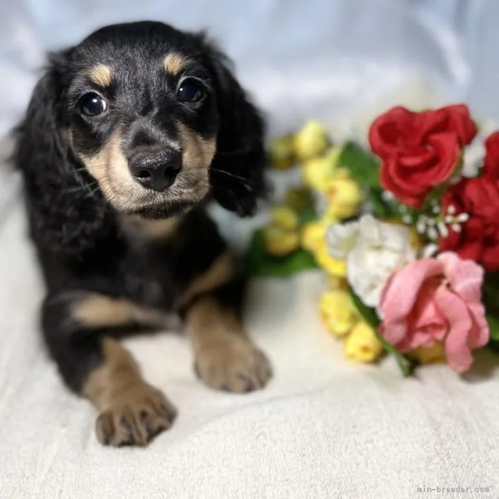 ミサオ 様のお迎えした子犬