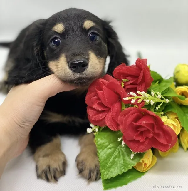 すー 様のお迎えした子犬