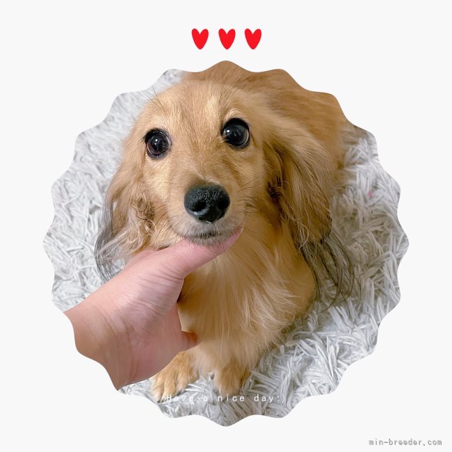 カニンヘンダックスフンド(ロング)【・女の子・2021年3月15日・シェーデッドイエロー】