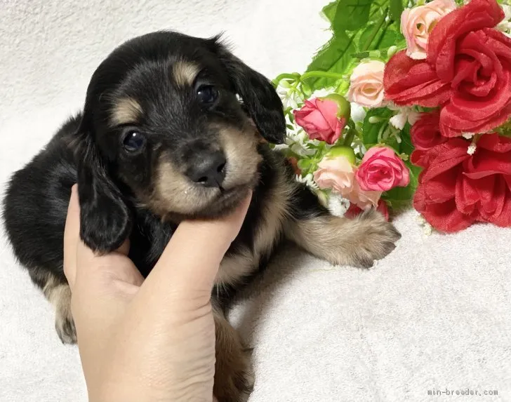 よし 様のお迎えした子犬