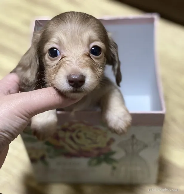 sorapen 様のお迎えした子犬