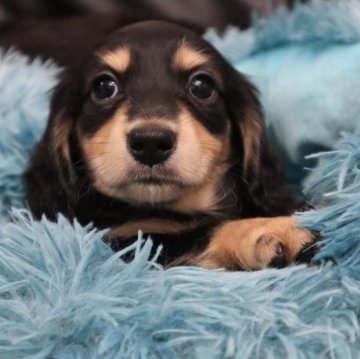 ミニチュアダックスフンド(ロング)【香川県・男の子・2024年4月15日・ブラックイエロー】の写真「💙愛嬌ばっちりの可愛い子です💙」