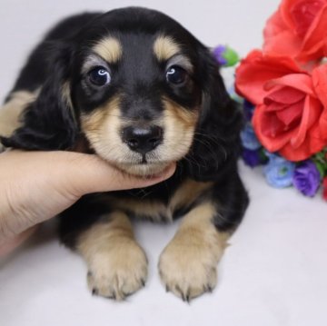 ミニチュアダックスフンド(ロング)【香川県・男の子・2024年4月15日・ブラックイエロー】の写真「💜むちむちのおっとりboyです💜」