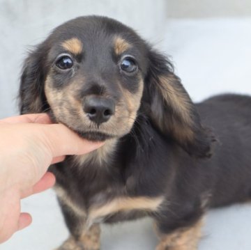ミニチュアダックスフンド(ロング)【香川県・男の子・2024年4月14日・ブラックイエローブリンドル】の写真「🩵coolboy🩵予定が合えば即日お迎え可✨️」