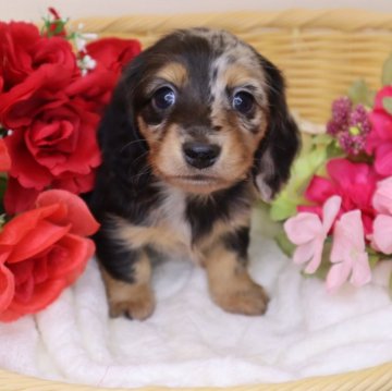 ミニチュアダックスフンド(ロング)【香川県・女の子・2024年1月12日・シルバーダップル】の写真「🩷個性的✨️とても美人ちゃんです🩷」