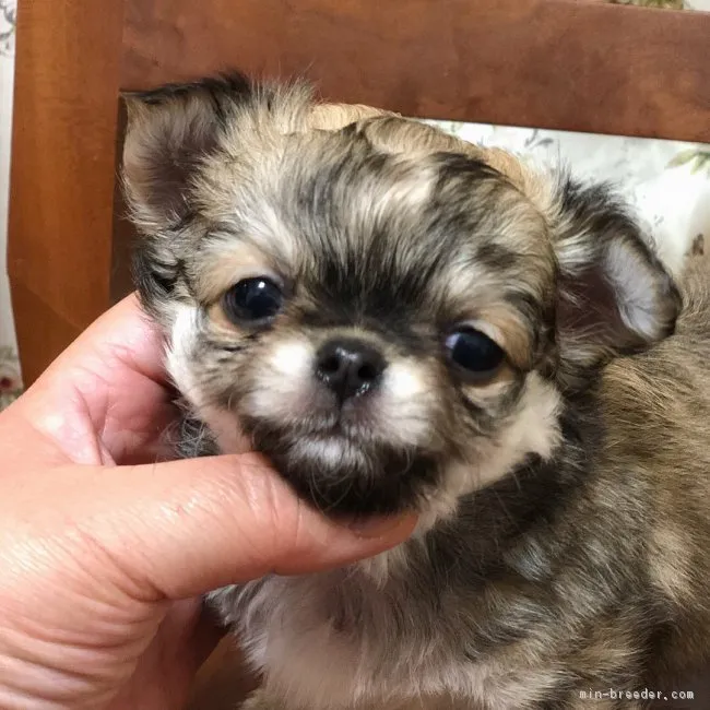 ID：1801-00268の子犬