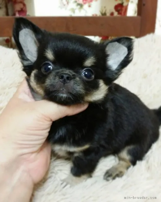 ID：1709-00332の子犬