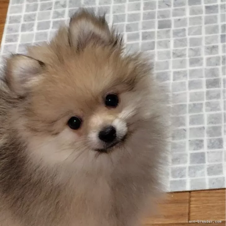 ID:2410-03639の子犬